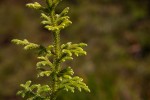 Lycopodiella cernua