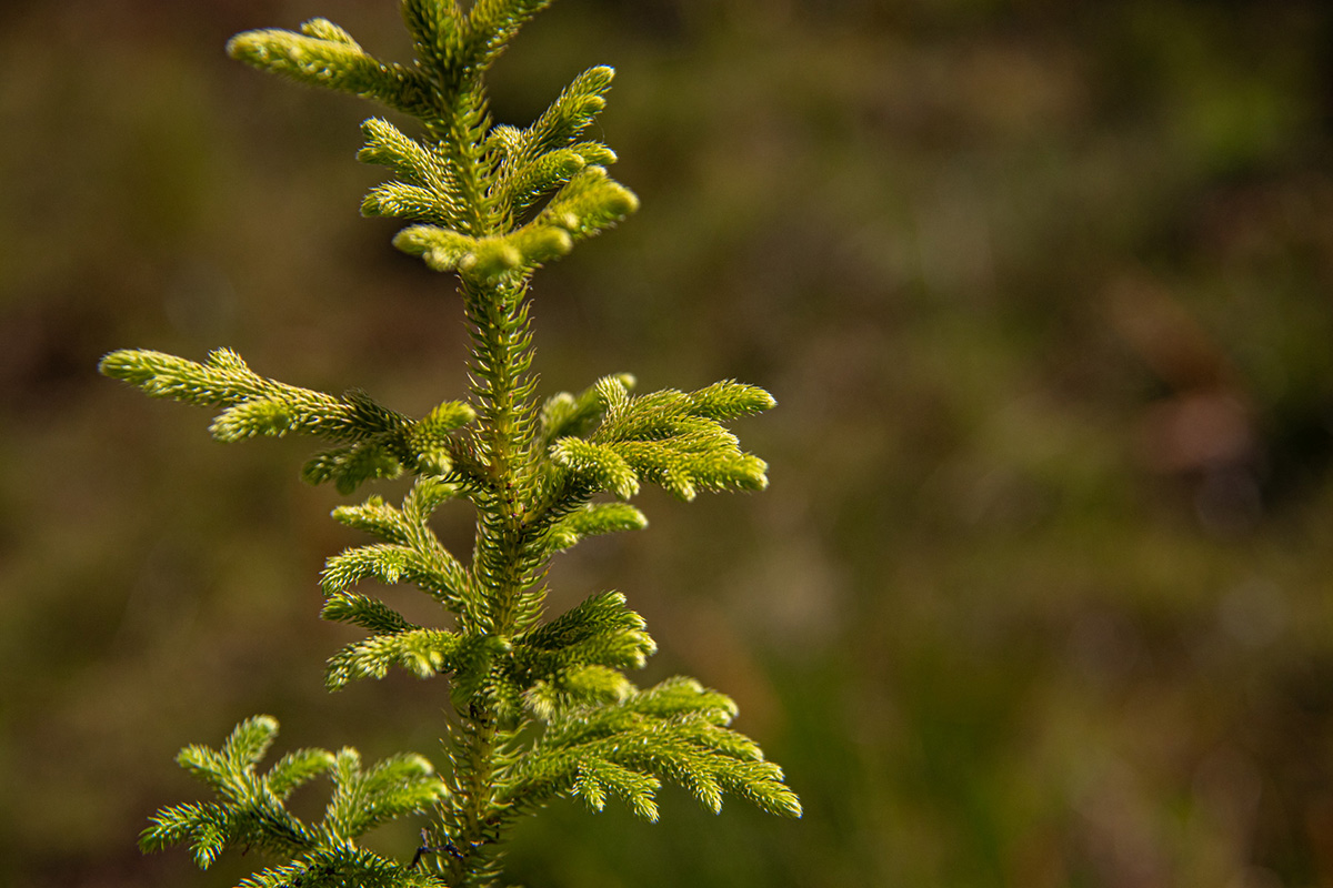 Lycopodiella cernua