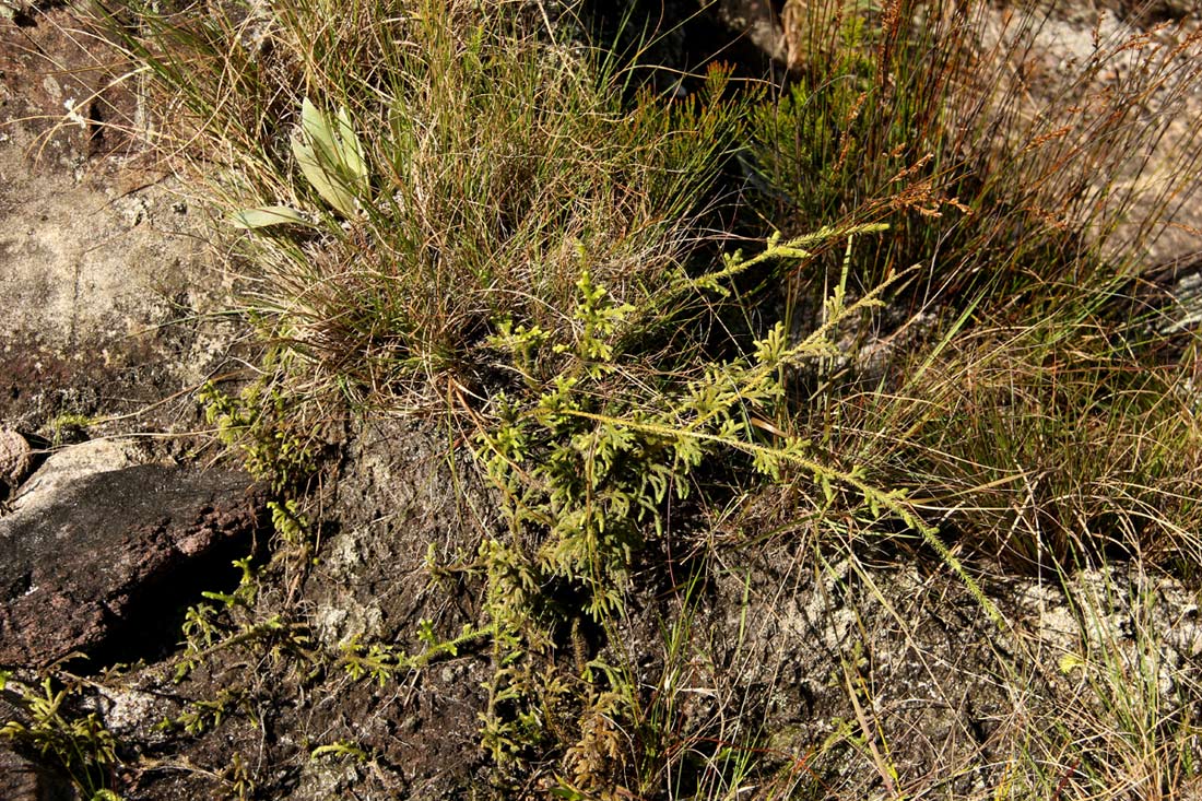 Lycopodiella cernua