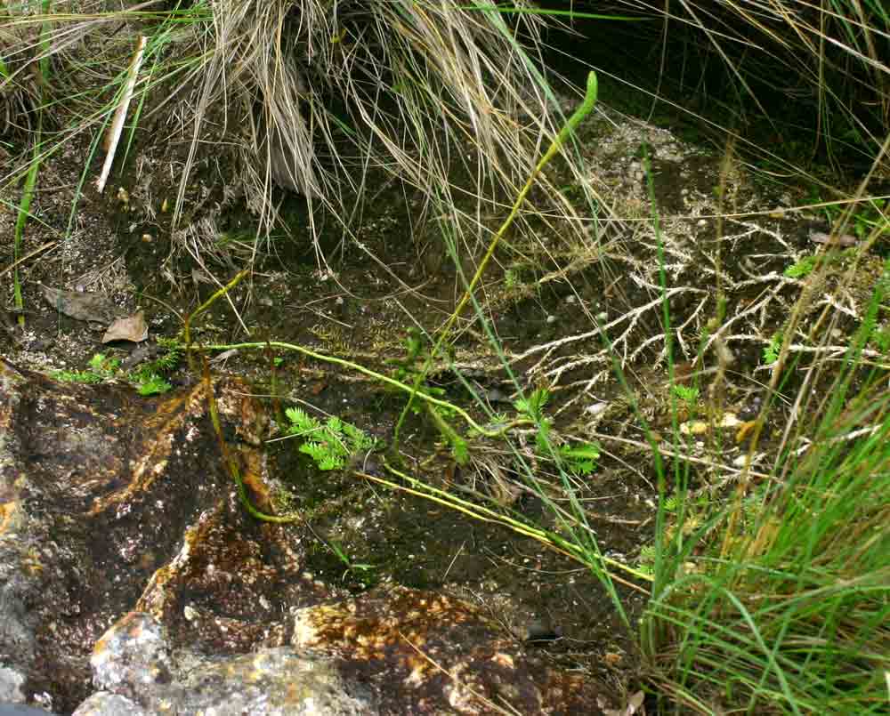 Lycopodiella sarcocaulon Lycopodiella sarcocaulon