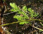 Lycopodiella sarcocaulon