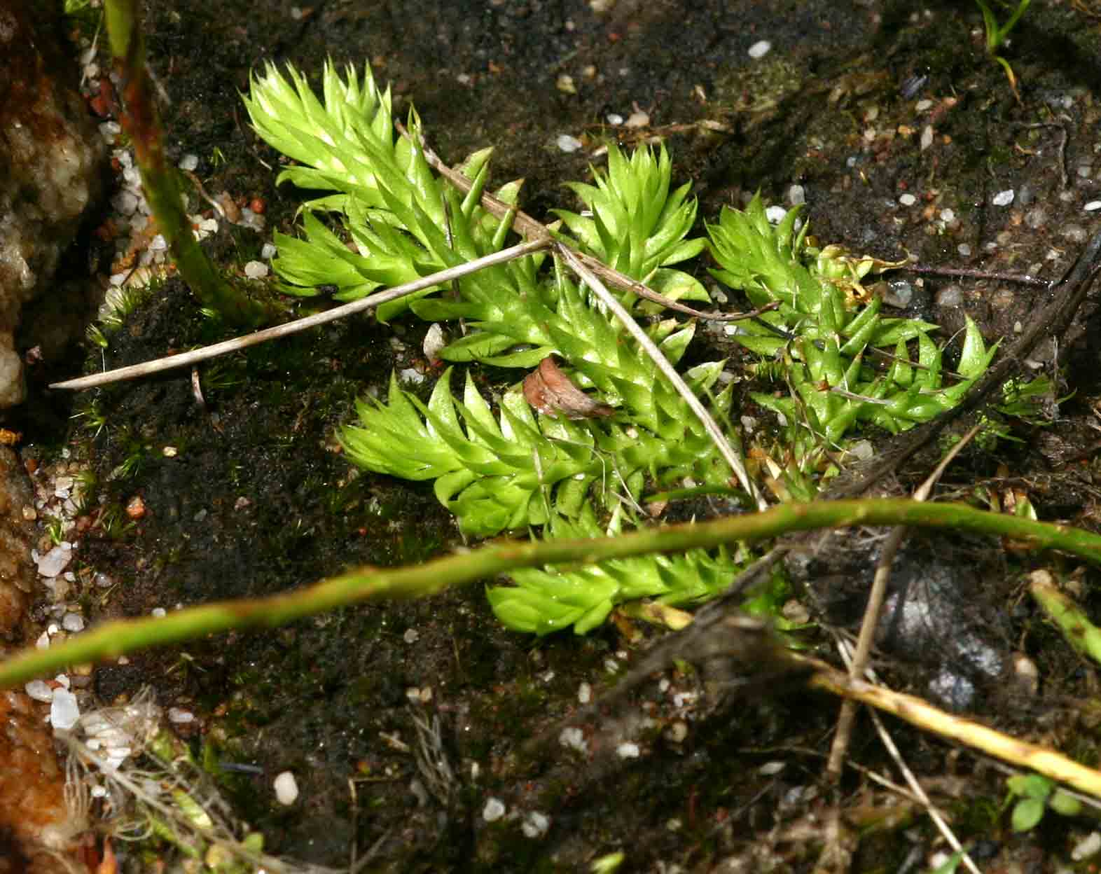 Lycopodiella sarcocaulon Lycopodiella sarcocaulon