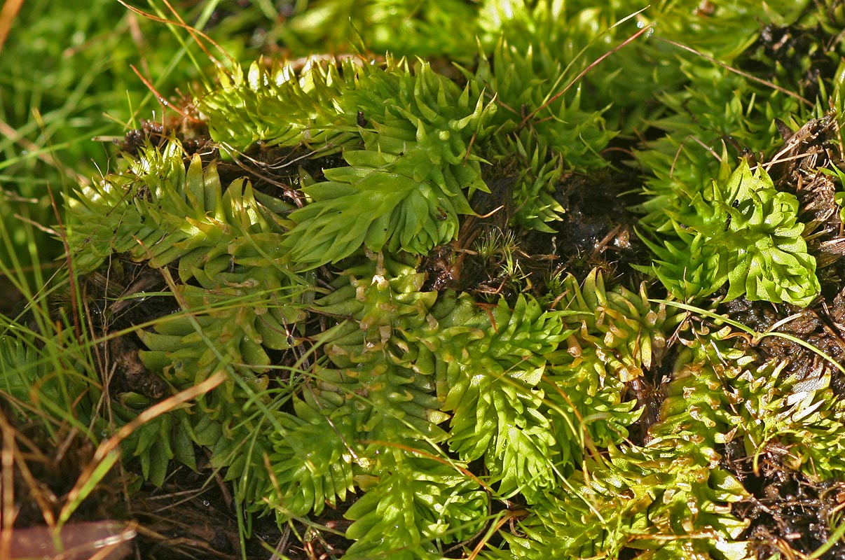 Lycopodiella sarcocaulon