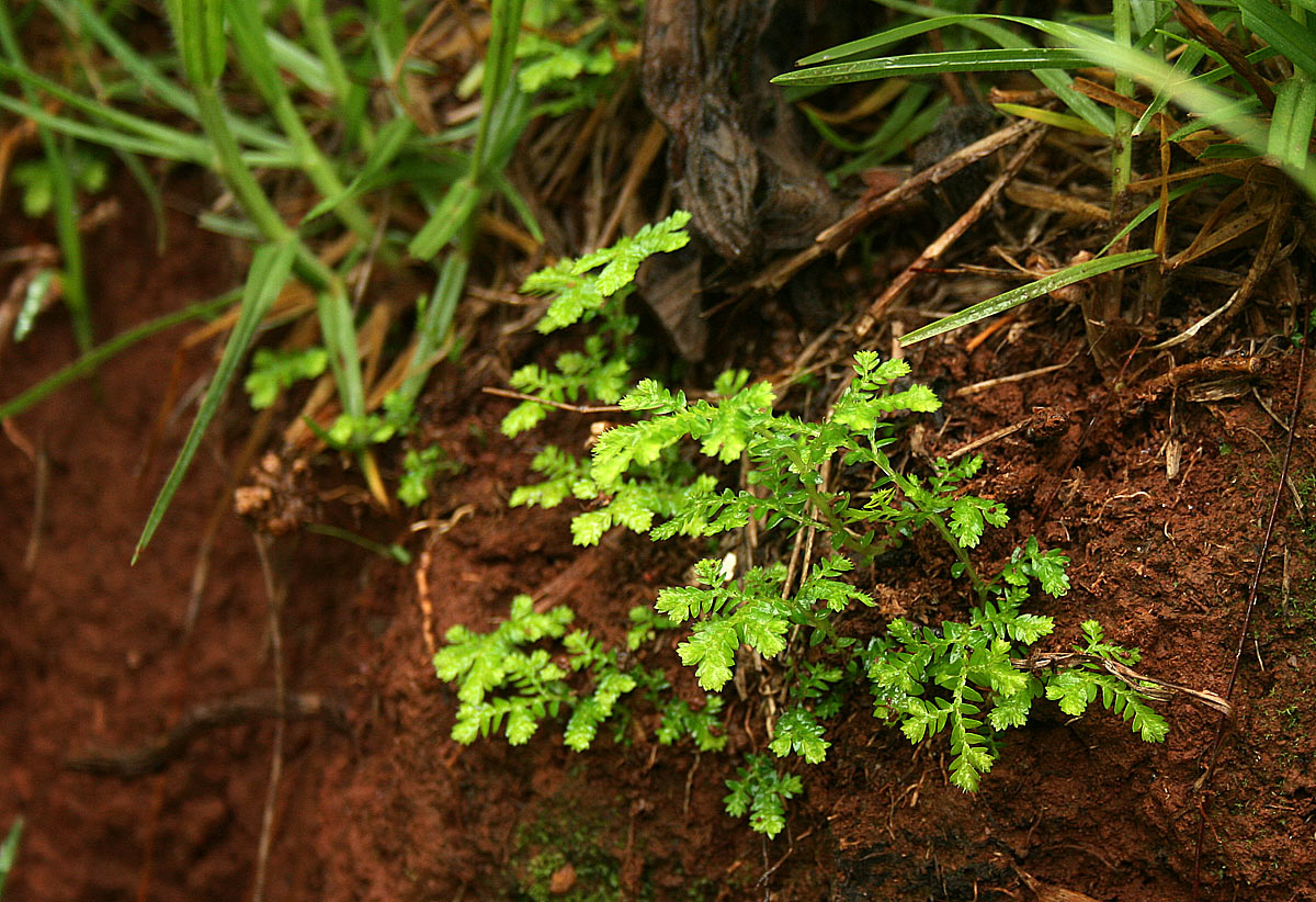Selaginella goudotiana var. abyssinica Selaginella goudotiana var. abyssinica