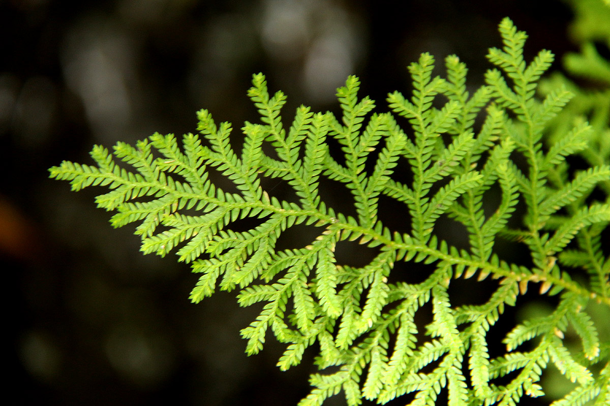 Selaginella goudotiana var. abyssinica Selaginella goudotiana var. abyssinica