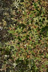 Selaginella dregei
