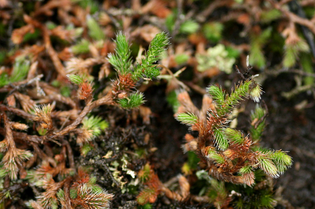 Selaginella dregei Selaginella dregei