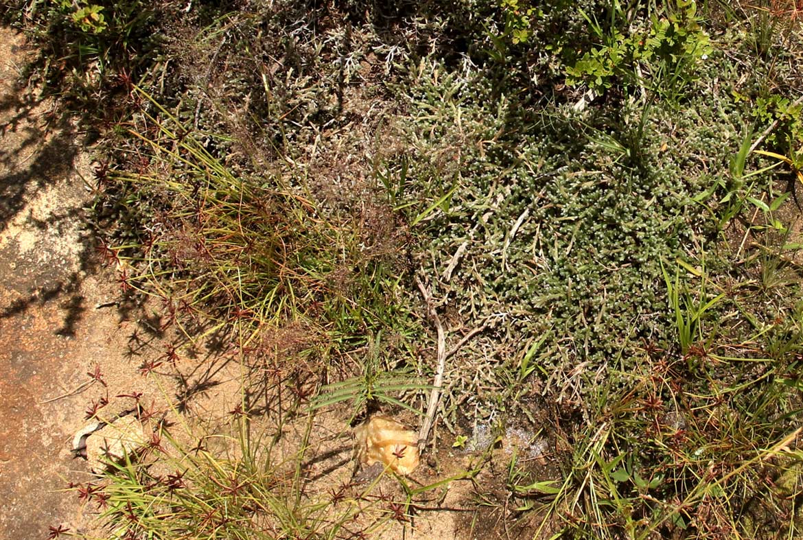 Selaginella dregei