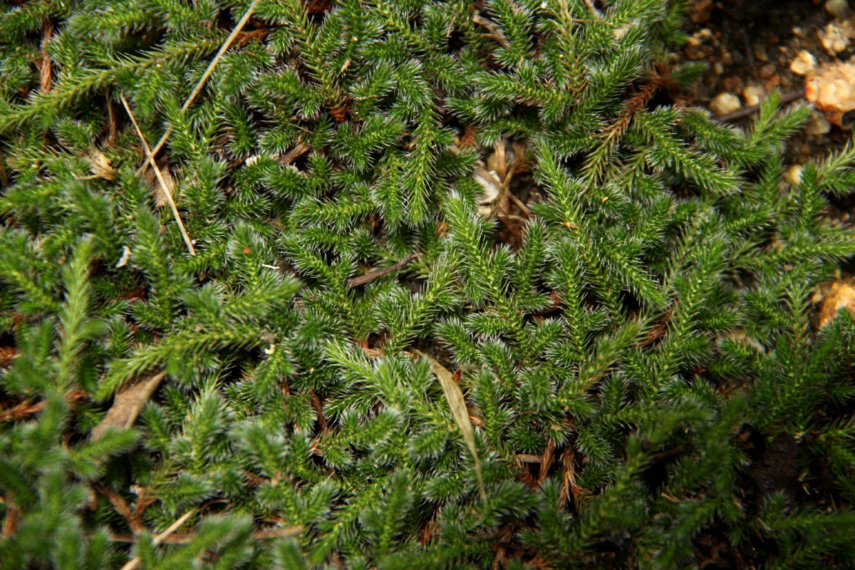 Selaginella dregei