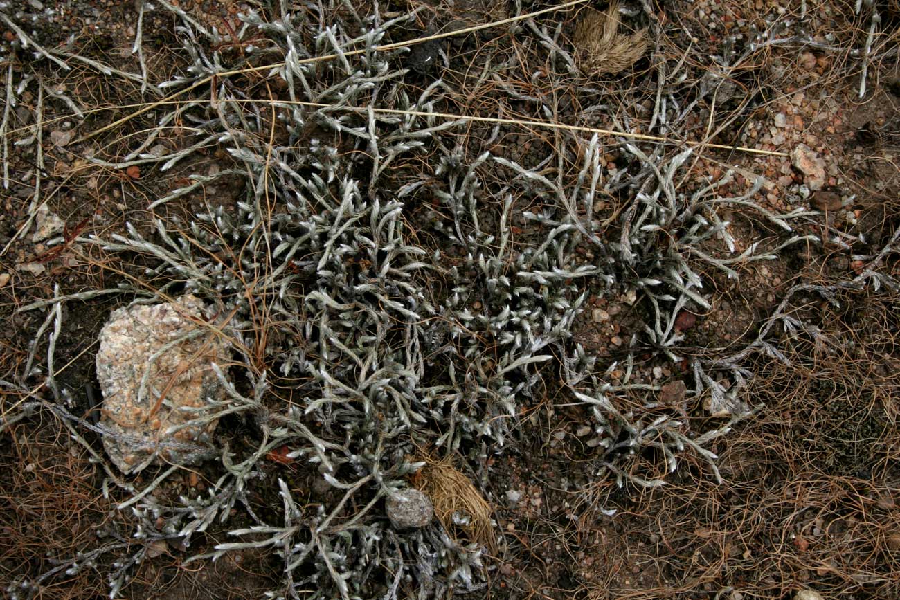Selaginella dregei Selaginella dregei
