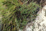 Selaginella dregei