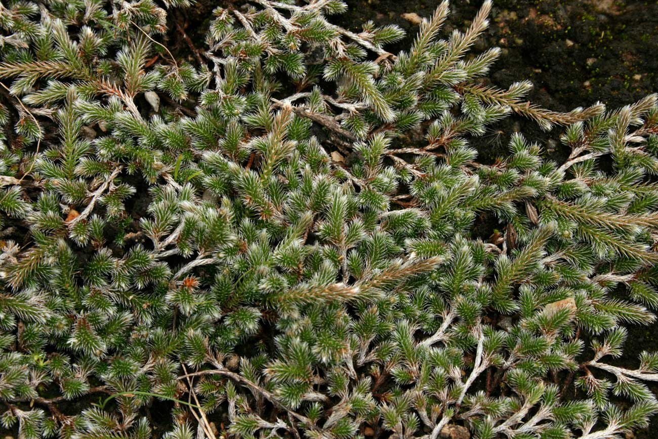 Selaginella dregei Selaginella dregei