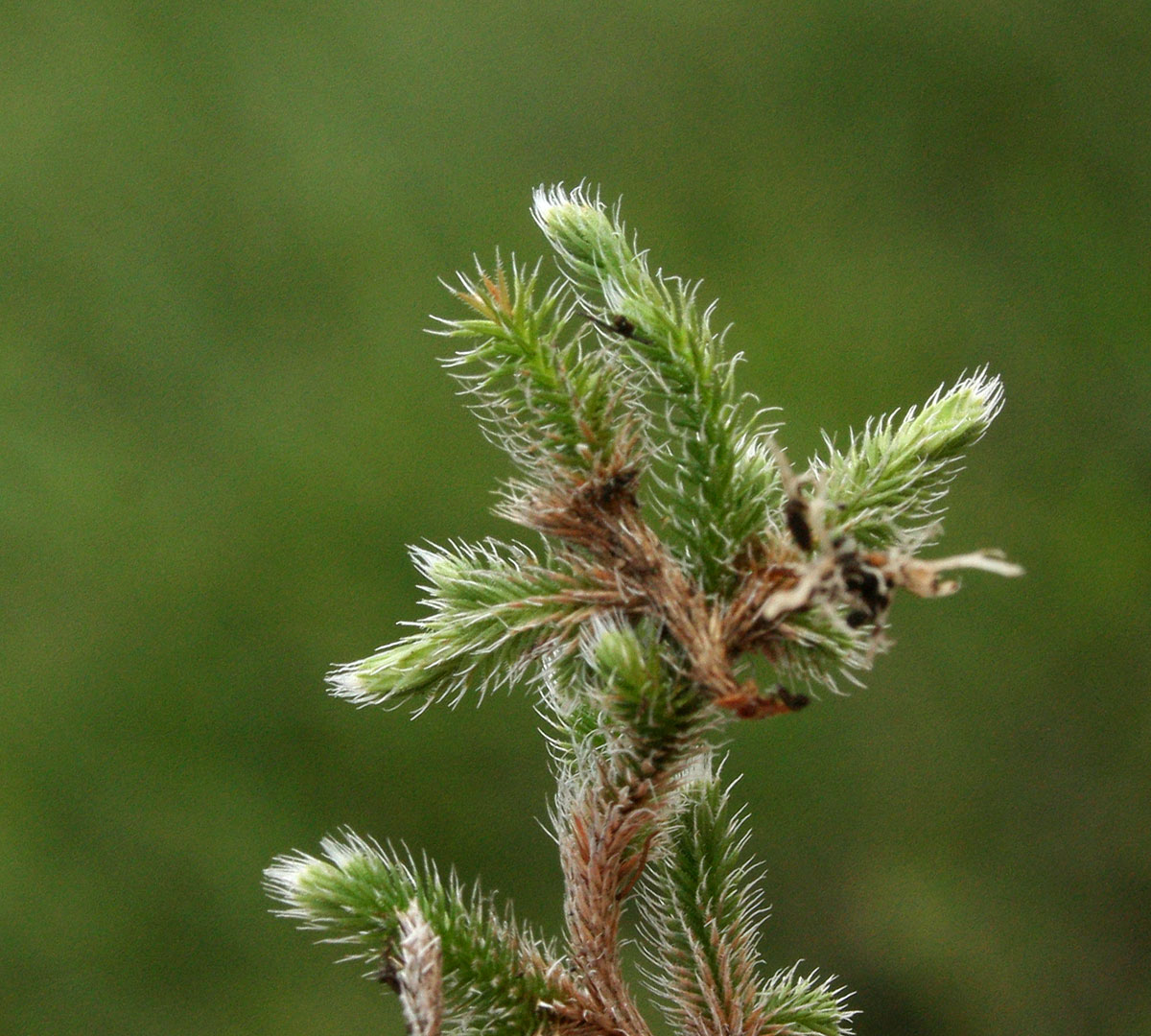 Selaginella dregei Selaginella dregei