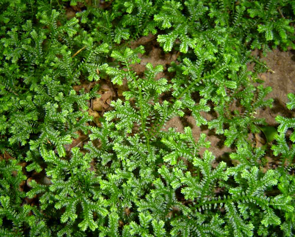 Selaginella kraussiana Selaginella kraussiana
