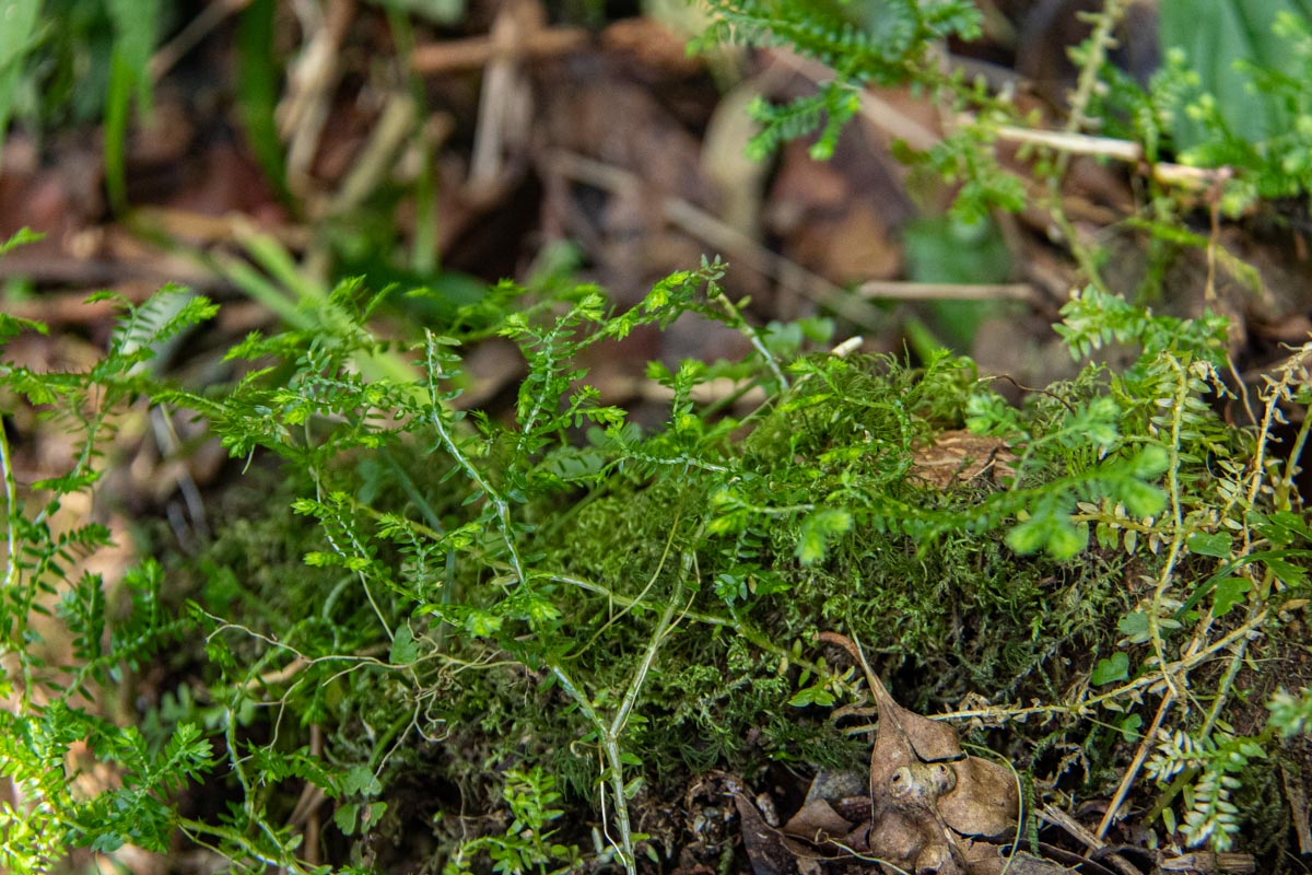 Selaginella kraussiana Selaginella kraussiana