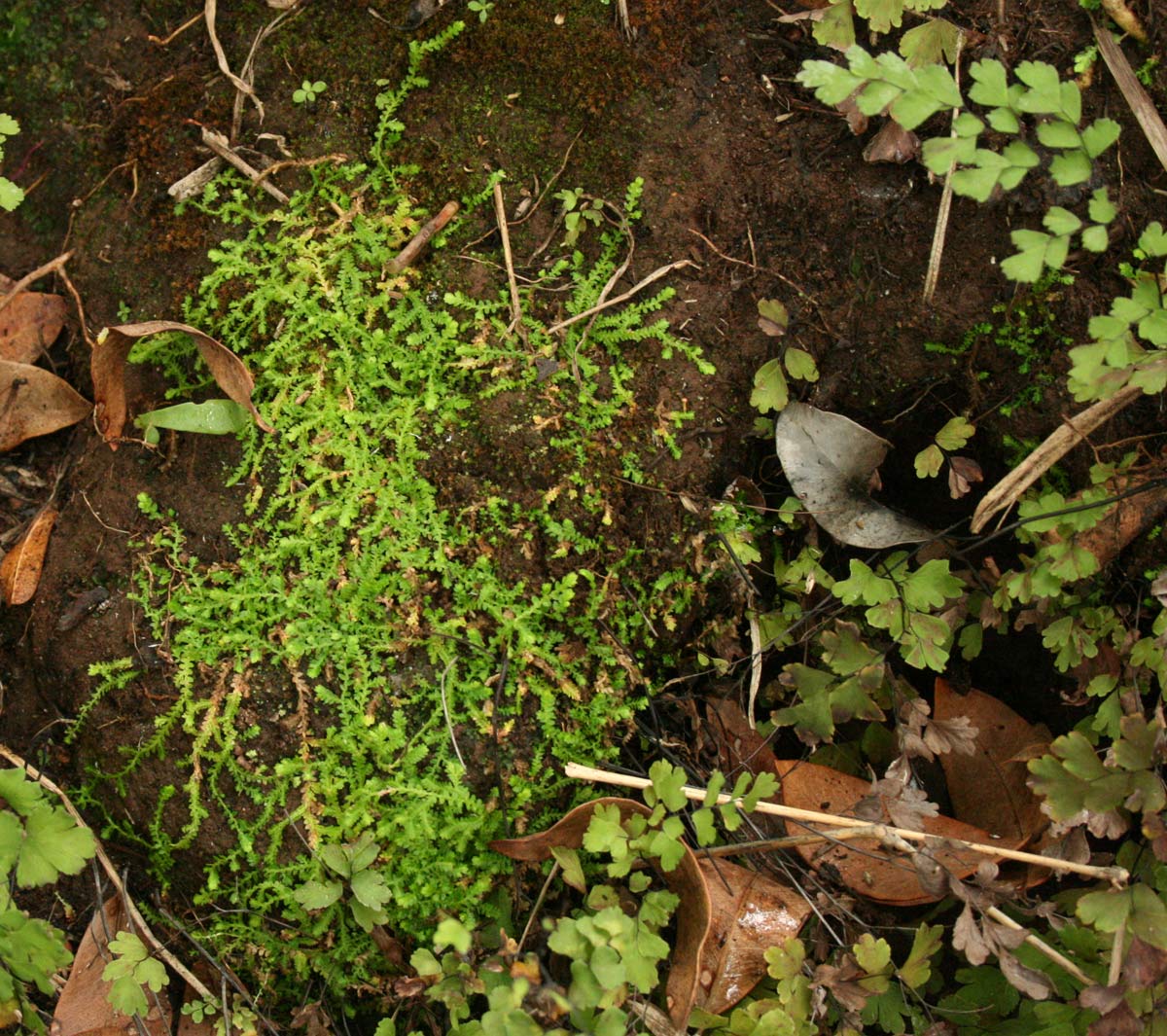 Selaginella mittenii
