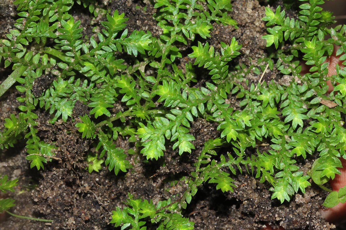 Selaginella mittenii Selaginella mittenii