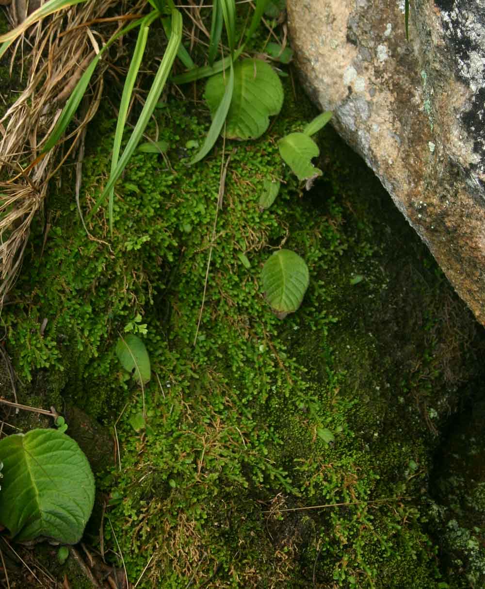 Selaginella mittenii Selaginella mittenii
