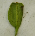 Ophioglossum costatum