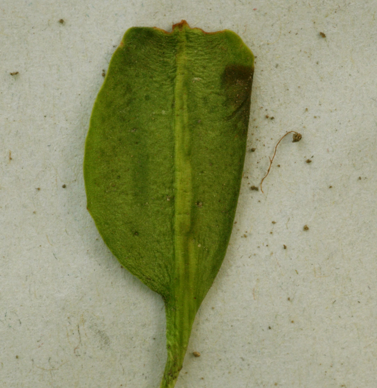 Ophioglossum costatum Ophioglossum costatum