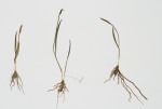 Ophioglossum gracillimum