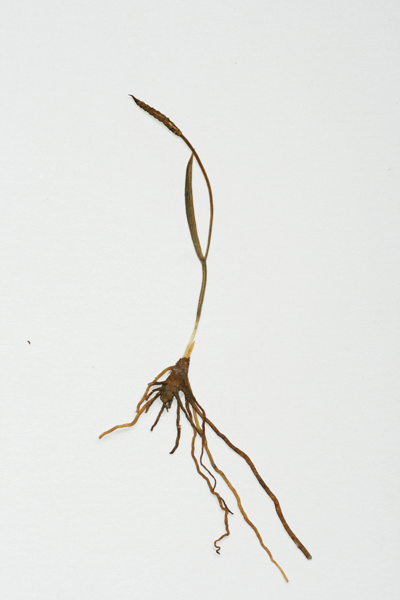 Ophioglossum gracillimum Ophioglossum gracillimum