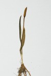 Ophioglossum gracillimum