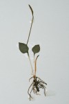 Ophioglossum latifolium