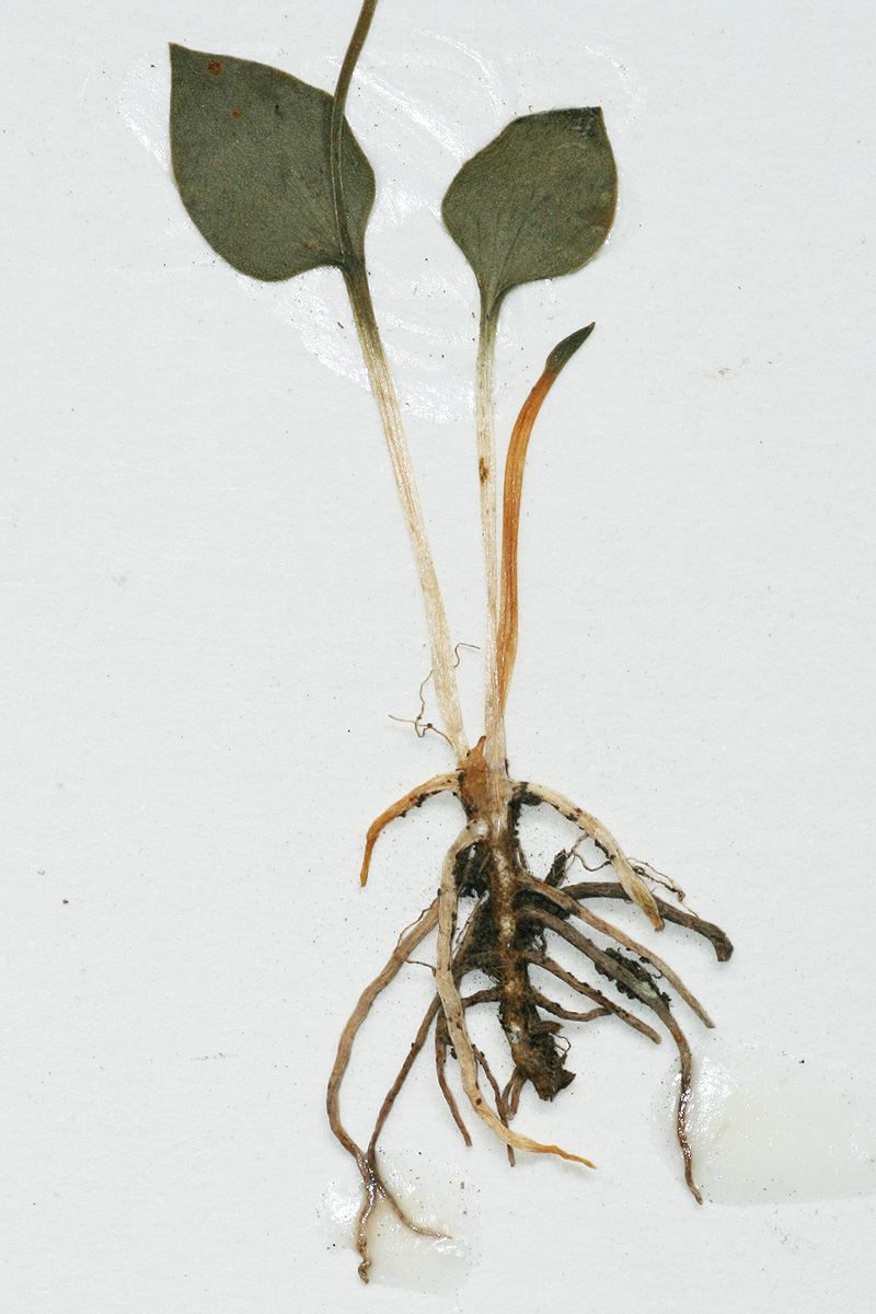 Ophioglossum latifolium Ophioglossum latifolium
