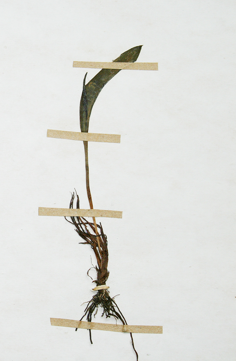 Ophioglossum polyphyllum Ophioglossum polyphyllum