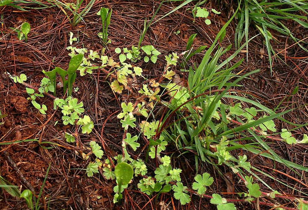 Ophioglossum reticulatum