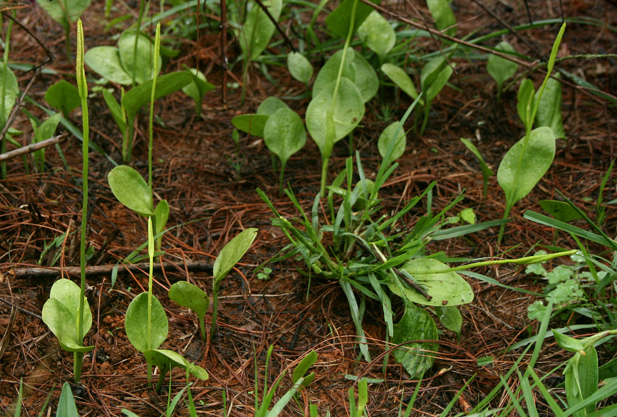 Ophioglossum reticulatum Ophioglossum reticulatum
