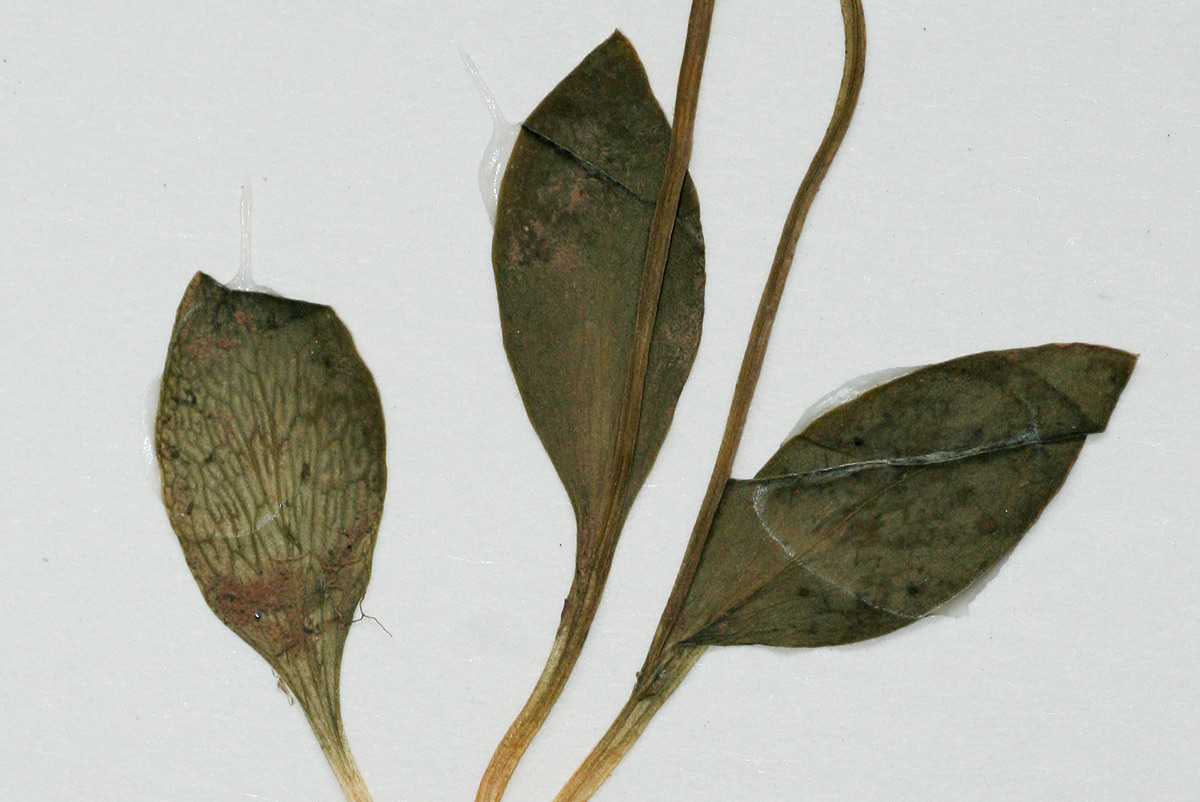 Ophioglossum rubellum Ophioglossum rubellum