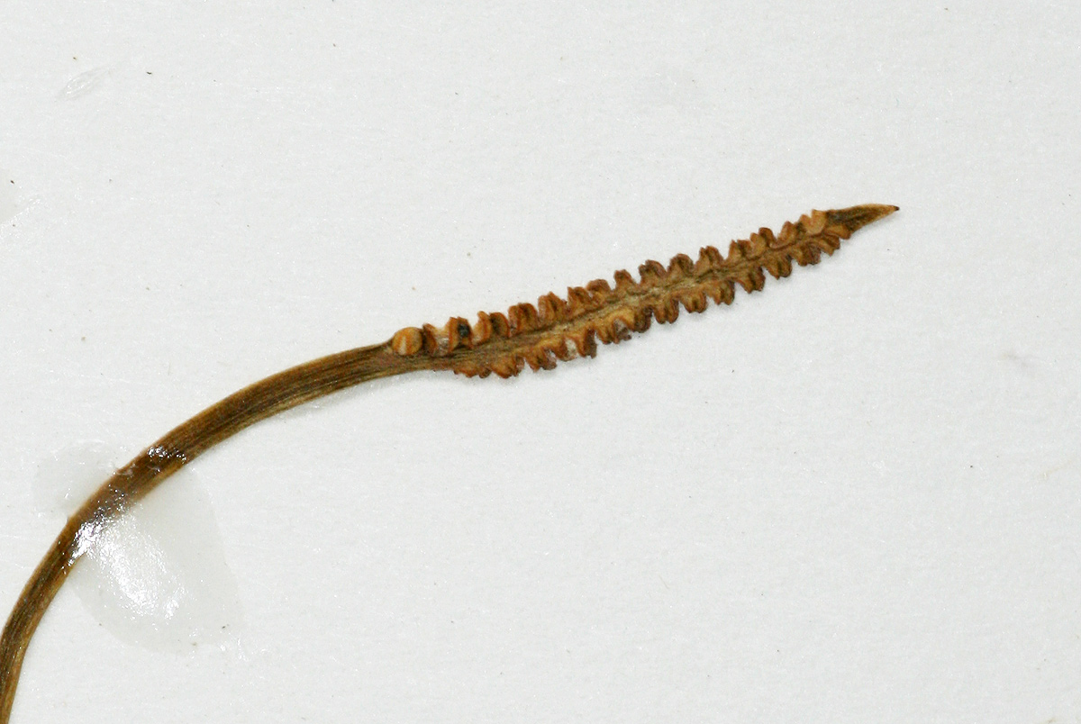 Ophioglossum rubellum Ophioglossum rubellum