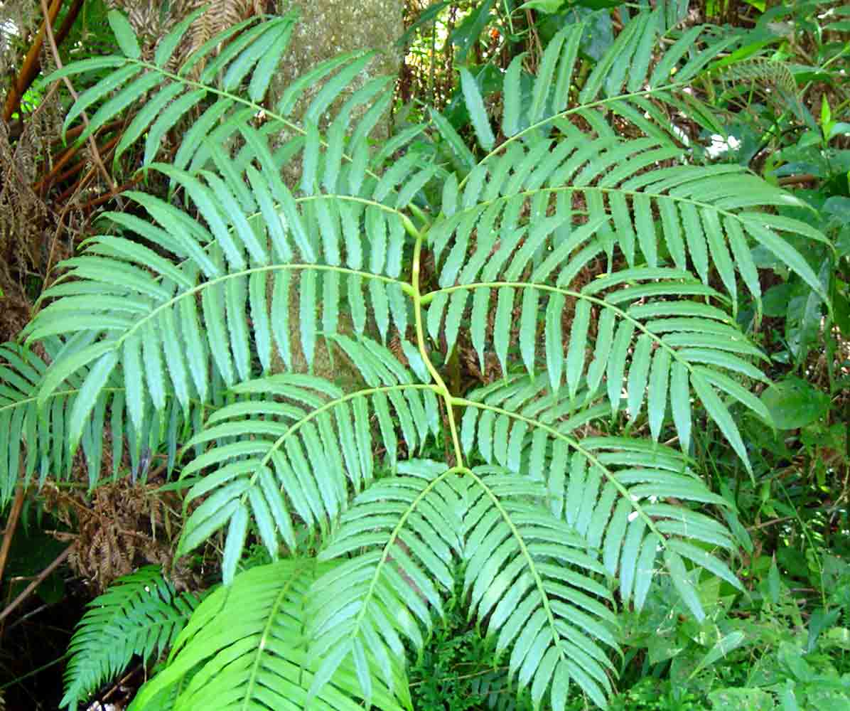 Ptisana salicifolia Ptisana salicifolia