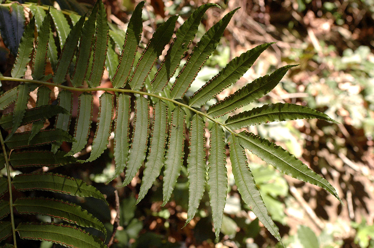 Ptisana salicifolia Ptisana salicifolia