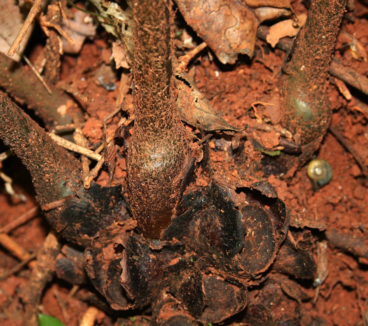 Ptisana salicifolia Ptisana salicifolia