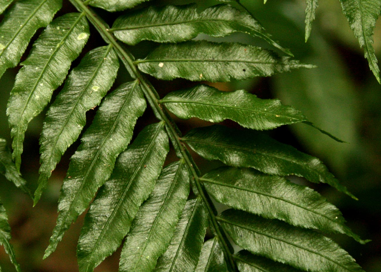Ptisana salicifolia Ptisana salicifolia