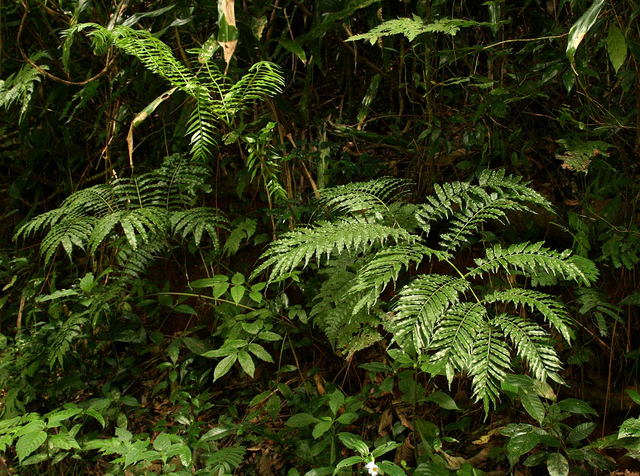 Ptisana salicifolia