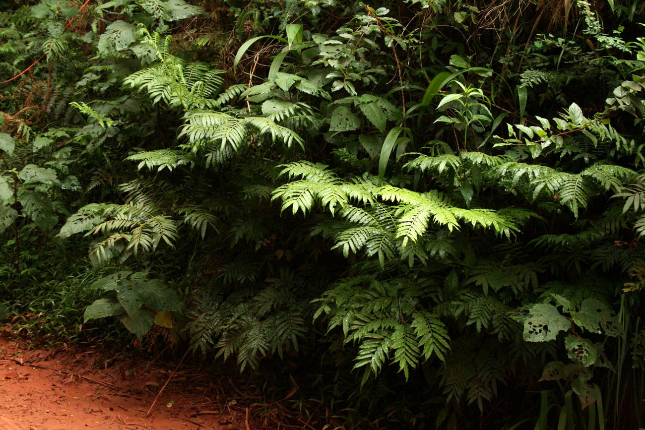 Ptisana salicifolia Ptisana salicifolia