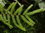 Gleichenia polypodioides