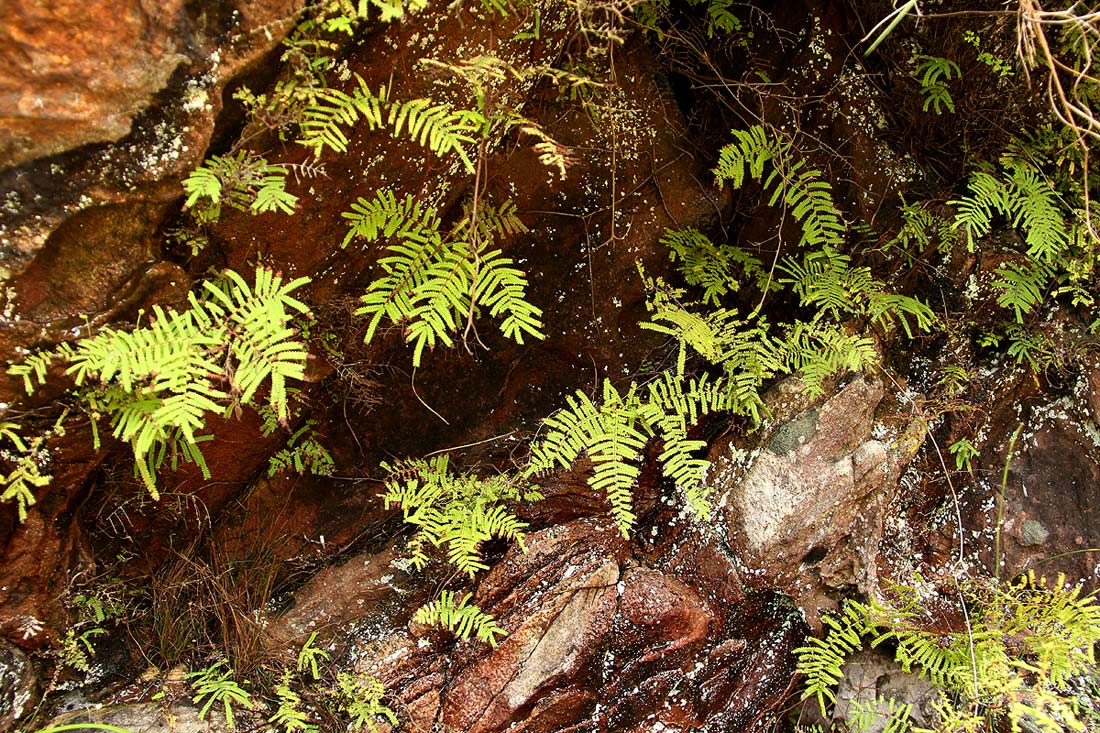 Gleichenia polypodioides Gleichenia polypodioides