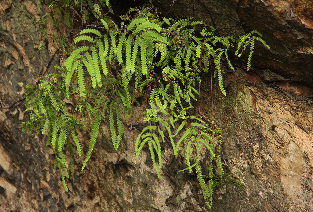 Gleichenia polypodioides Gleichenia polypodioides
