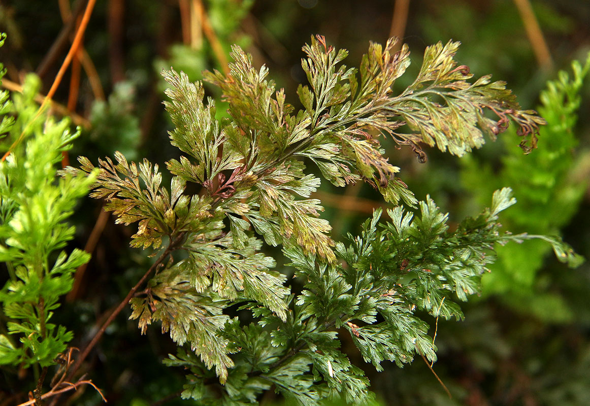 Abrodictyum rigidum Abrodictyum rigidum