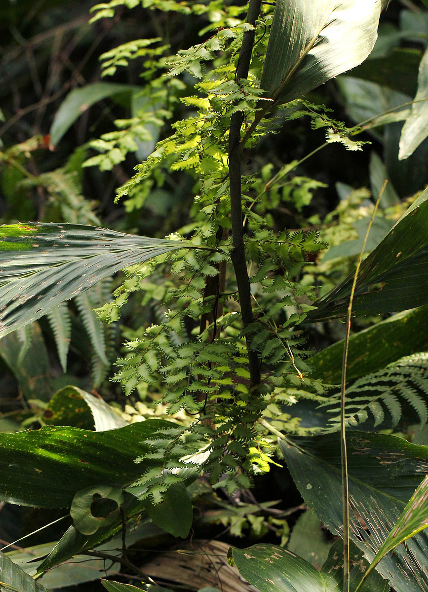Lygodium microphyllum Lygodium microphyllum