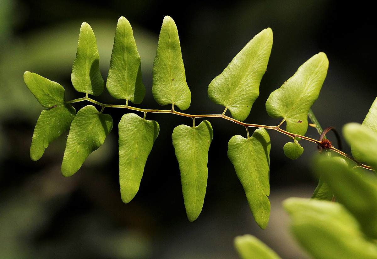 Lygodium microphyllum Lygodium microphyllum