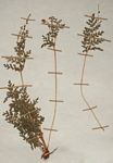 Anemia angolensis