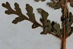 Anemia angolensis