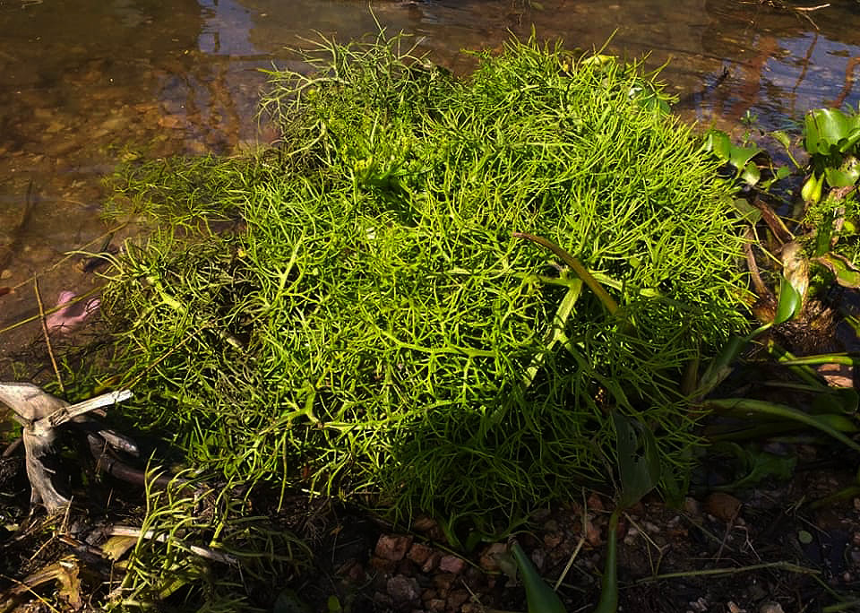 Ceratopteris thalictroides Ceratopteris thalictroides