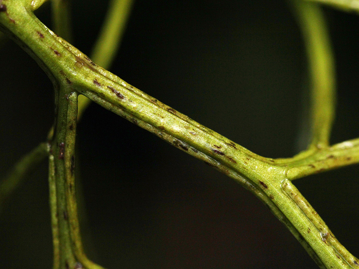 Ceratopteris thalictroides Ceratopteris thalictroides